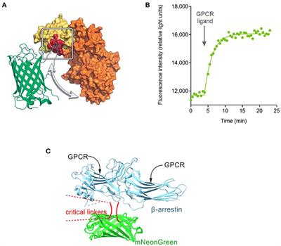 Quantifying the Kinetics of Signaling and Arrestin Recruitment by Nervous System G-Protein Coupled Receptors